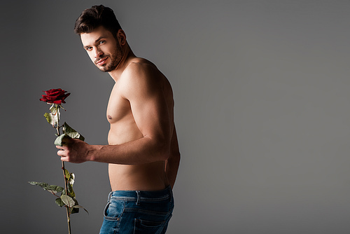 sexy shirtless man in jeans holding rose flower on grey
