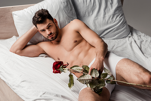 handsome macho lying on bed with rose flower, isolated on grey