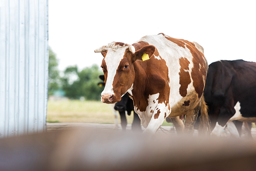 selective focus of cow with brown and white spots on dairy farm