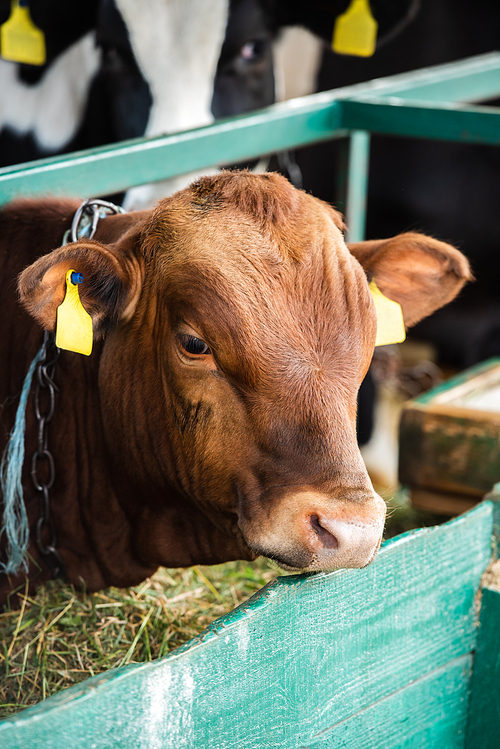 selective focus of brown calf with yellow tags near manger with hay in cowshed