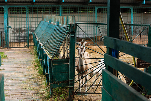 selective focus of spotted goat with white cub in corral on farm