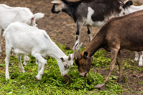 selective focus of brown goat and white cub eating grass on farm