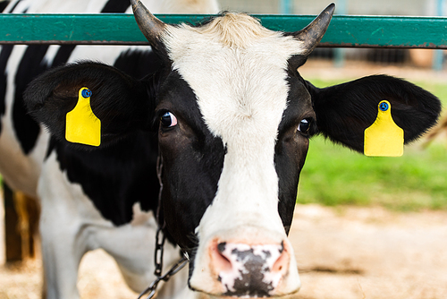 selective focus of black and white cow with yellow tags in ears on dairy farm