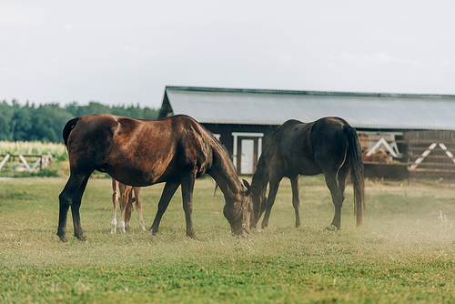 brown horses eating green grass while pasturing on field near barn