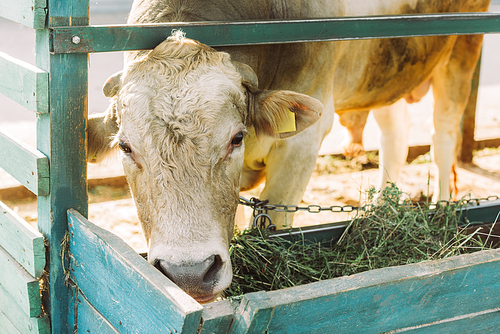 brown cow eating hay from manger on dairy farm