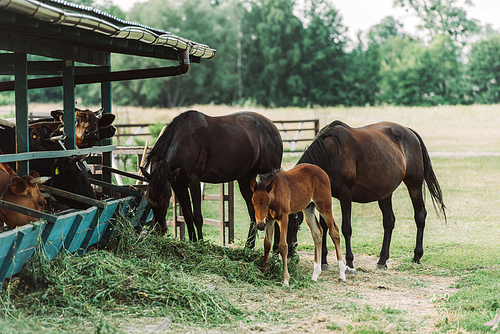 brown horses with cub eating hay on farm near cowshed