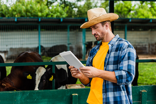 farmer in plaid shirt and straw hat using digital tablet on farm near cowshed