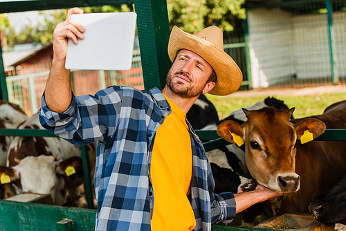 rancher in straw hat and checkered shirt taking selfie with calf on digital tablet