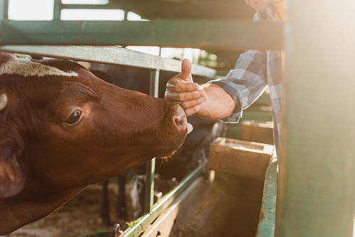cropped view of rancher touching nose of brown cow on dairy farm, selective focus