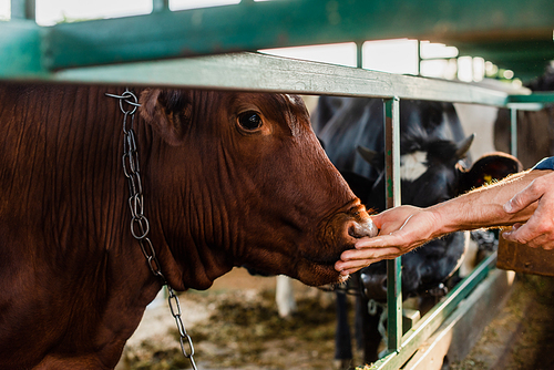 selective focus of rancher touching brown cow in cowshed, cropped veiw