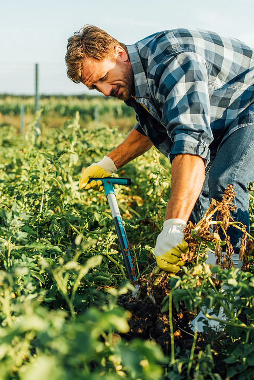 selective focus of farmer in checkered shirt digging in field