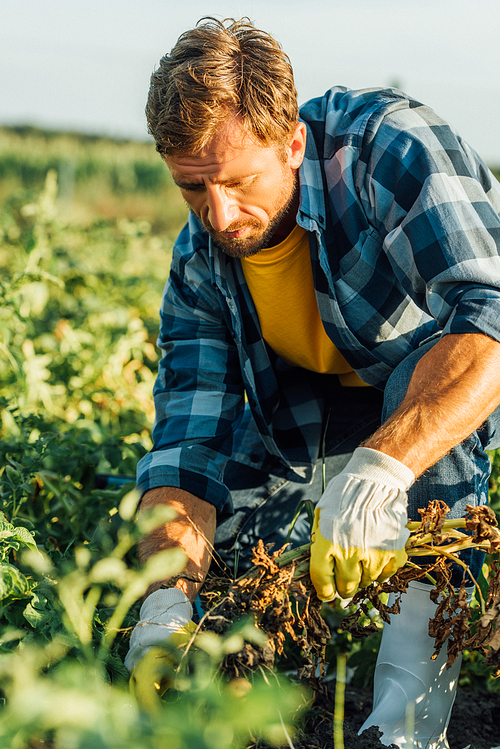 selective focus of farmer in gloves and checkered shirt working in field