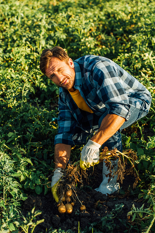 high angle view of farmer in plaid shirt and rubber gloves holding potato plant with tubers while