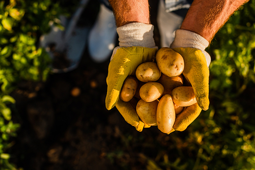 top view of rancher holding fresh, organic potatoes in cupped hands, selective focus