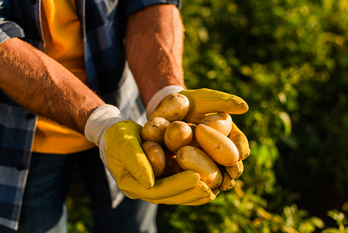 cropped view of rancher in work gloves holding fresh potatoes in cupped hands
