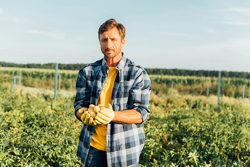 rancher in plaid shirt  while holding fresh, organic potatoes in cupped hands