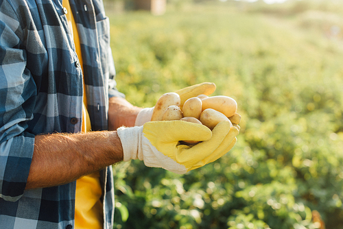 cropped view of farmer in plaid shirt and gloves holding fresh potatoes in cupped hands