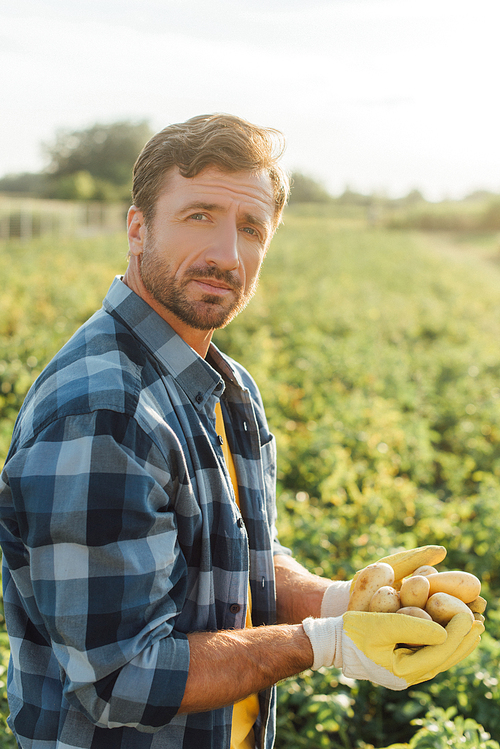 farmer in plaid shirt and gloves holding fresh potatoes in cupped hands while 