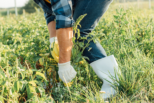 partial view of farmer in gloves and rubber boots pulling out weeds in field