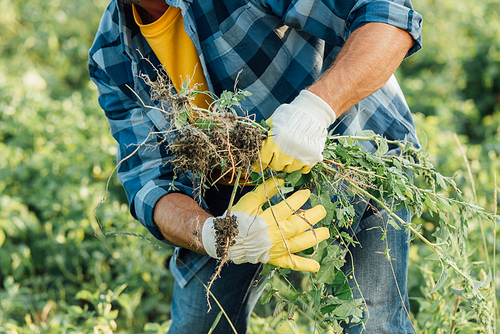 cropped view of farmer in plaid shirt and gloves holding weeds while working in field