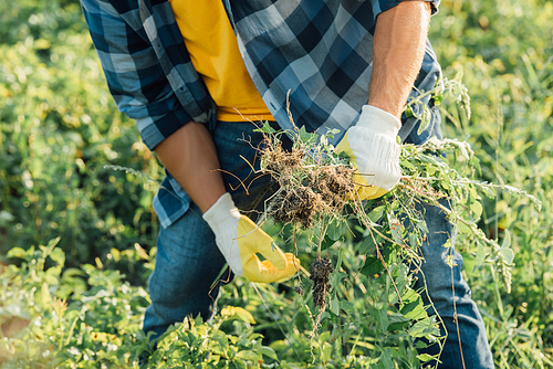 partial view of farmer in plaid shirt and gloves holding weeds while working in field