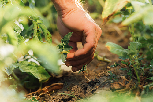 partial view of farmer planting green sprout in field, selective focus