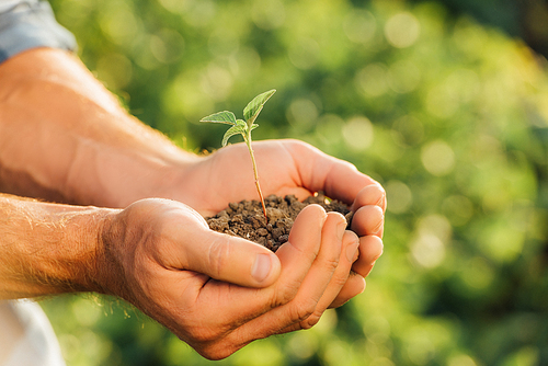 partial view of farmer holding green seedling in cupped hands