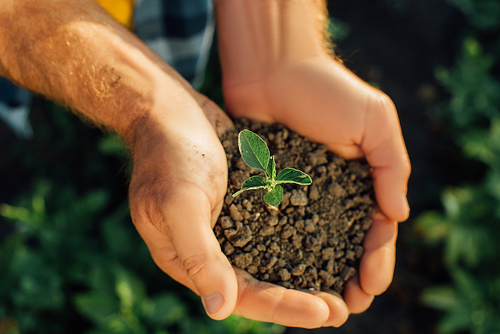 top view of farmer holding soil with young plant in cupped hands