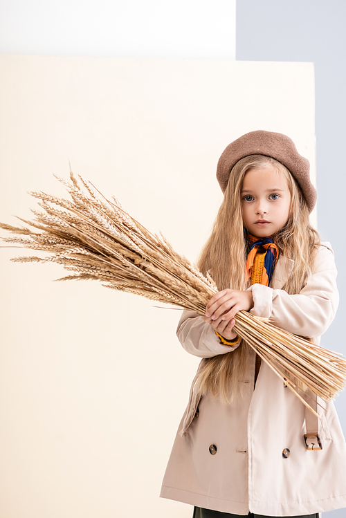 fashionable blonde girl in autumn outfit with wheat spikes on beige and white background