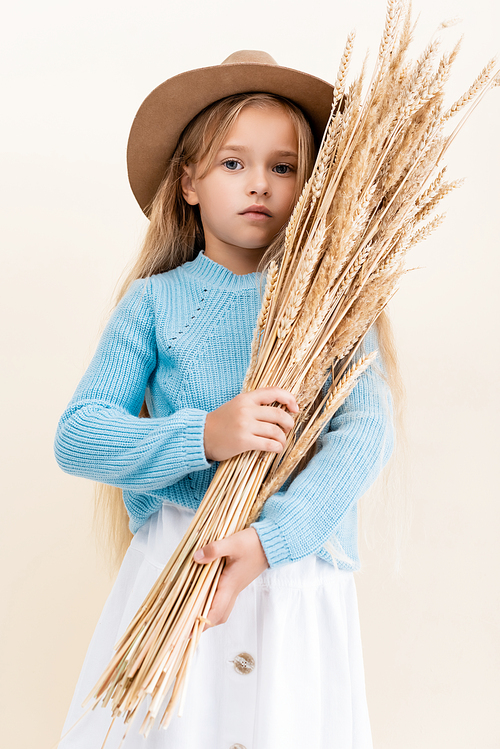 fashionable blonde girl in hat and blue sweater with wheat spikes isolated on beige