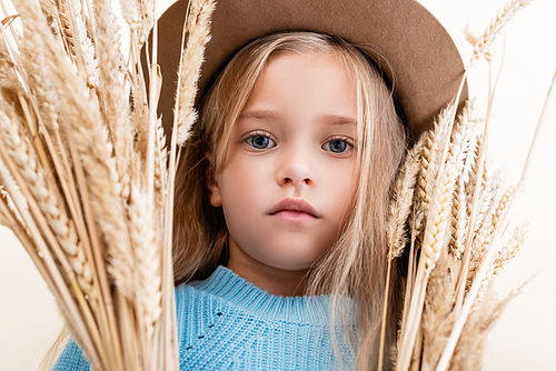 fashionable blonde girl in hat and blue sweater in wheat spikes