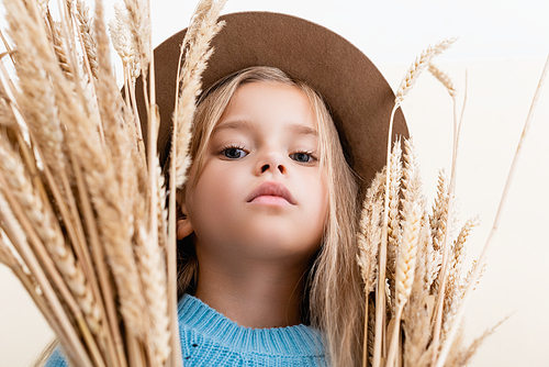 low angle view of fashionable blonde girl in hat and blue sweater in wheat spikes