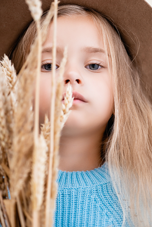 selective focus of fashionable blonde girl in hat and blue sweater in wheat spikes
