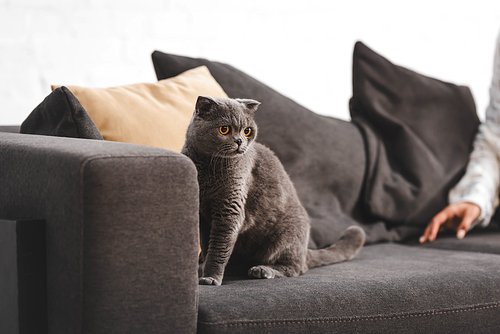 Scottish Fold cat sitting on sofa near woman