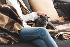 cropped view of girl in blanket sitting on sofa with scottish fold cat