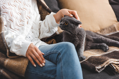 cropped view of woman in blanket sitting on sofa with scottish fold cat