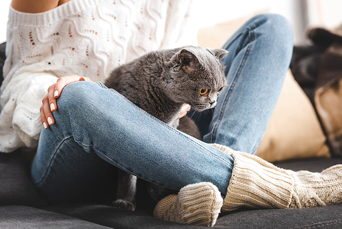 partial view of woman with grey cat sitting on sofa