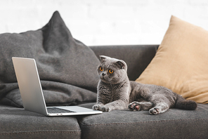 gray scottish fold cat looking at laptop while lying on sofa
