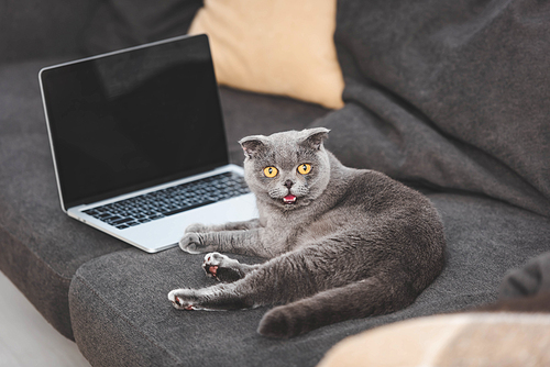 cute scottish fold cat lying on sofa near laptop with blank screen