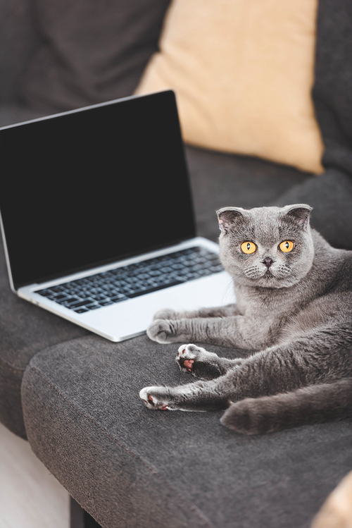 gray scottish fold cat lying on sofa near laptop with blank screen