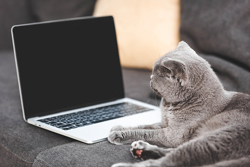 gray cat lying on sofa near laptop with blank screen