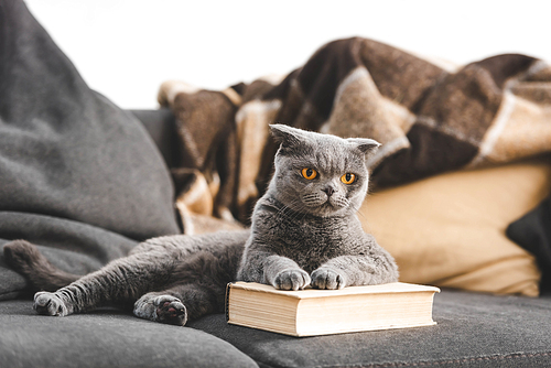 gray scottish fold cat on sofa with book