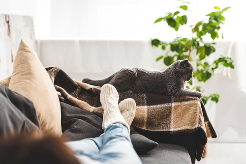 grey cat lying on blanket near woman on sofa