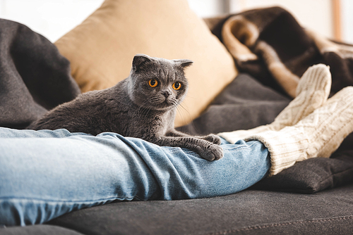 cute scottish fold cat lying on female legs on sofa