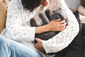 cropped view of young woman with cute scottish fold cat