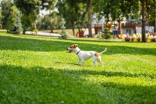 Selective focus of jack russell terrier dog walking on grass