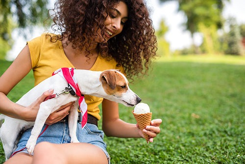 Selective focus of young woman feeding jack russell terrier dog ice cream