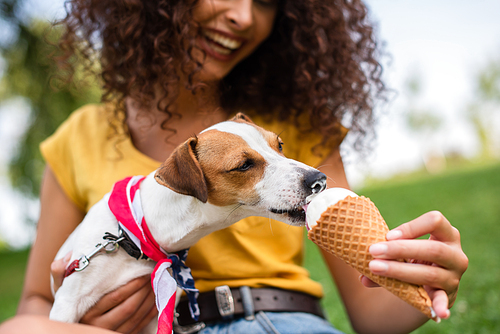 Partial view of young woman feeding jack russell terrier dog ice cream