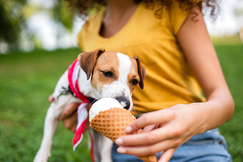 Selective focus of jack russell terrier dog eating ice cream from hand