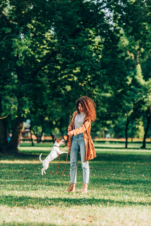 Selective focus of young woman playing with jumping jack russell terrier on leash in park
